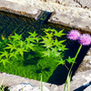 花手水
