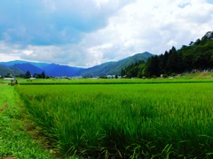 稲の花咲く頃