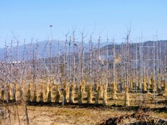 冬の林檎畑