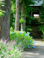 北信濃の紫陽花寺