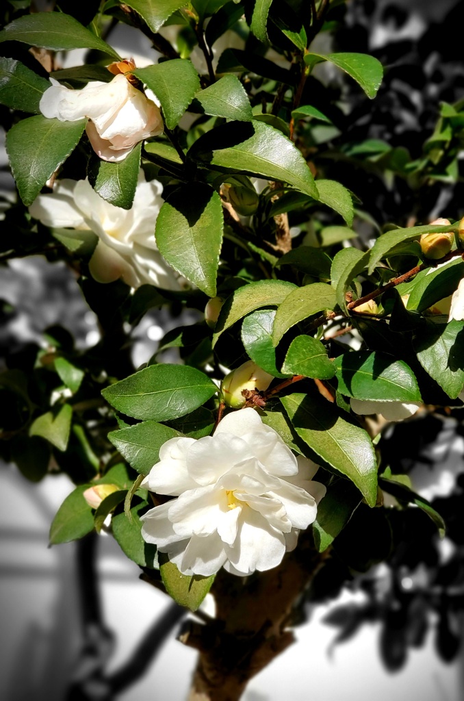 山茶花