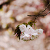 八重桜　一葉