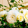 薔薇便り