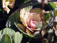 愛を包む（花言葉）