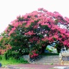 大きな百日紅