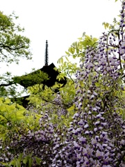 前山寺の藤