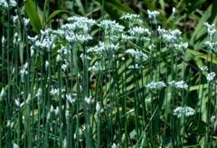 畦に韮の花