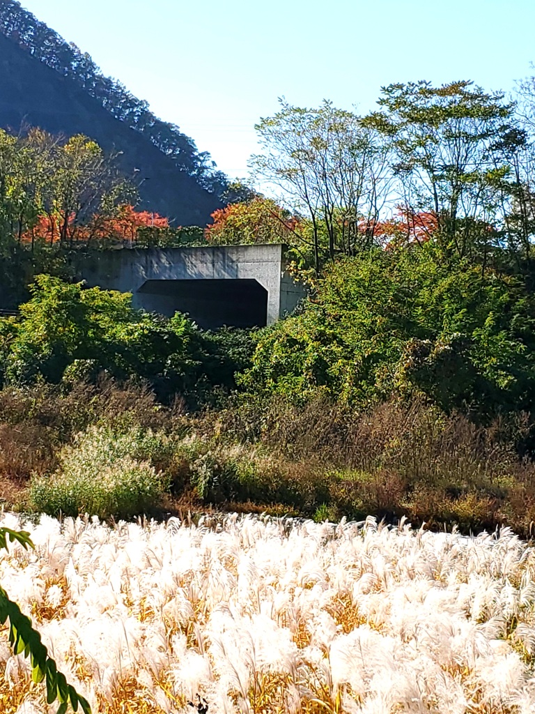すすき