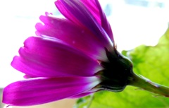 蕗桜