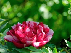 立夏の花公園