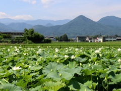 溜め池