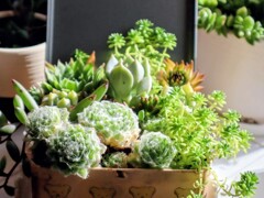 多肉植物の寄植え