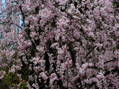 糸桜　零れる