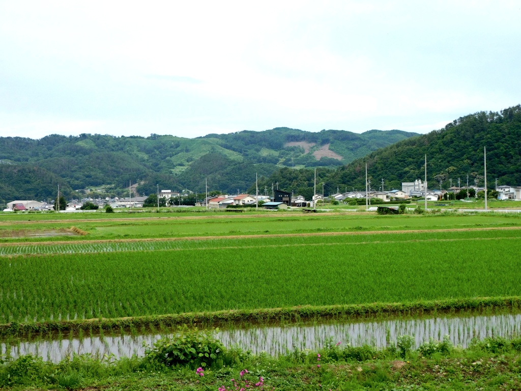 水無月の田んぼ