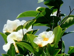 夏椿