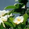 夏椿