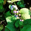 多彩な野葡萄