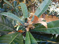 枇杷は冬に咲く