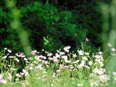 秋桜