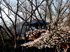 上田城千本桜まつり