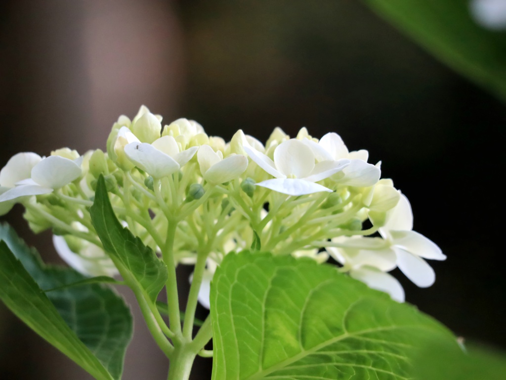 白い紫陽花　後ろ姿