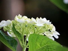 白い紫陽花　後ろ姿