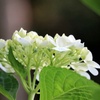 白い紫陽花　後ろ姿