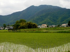 早苗月