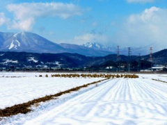 北信濃冬景(田んぼ)