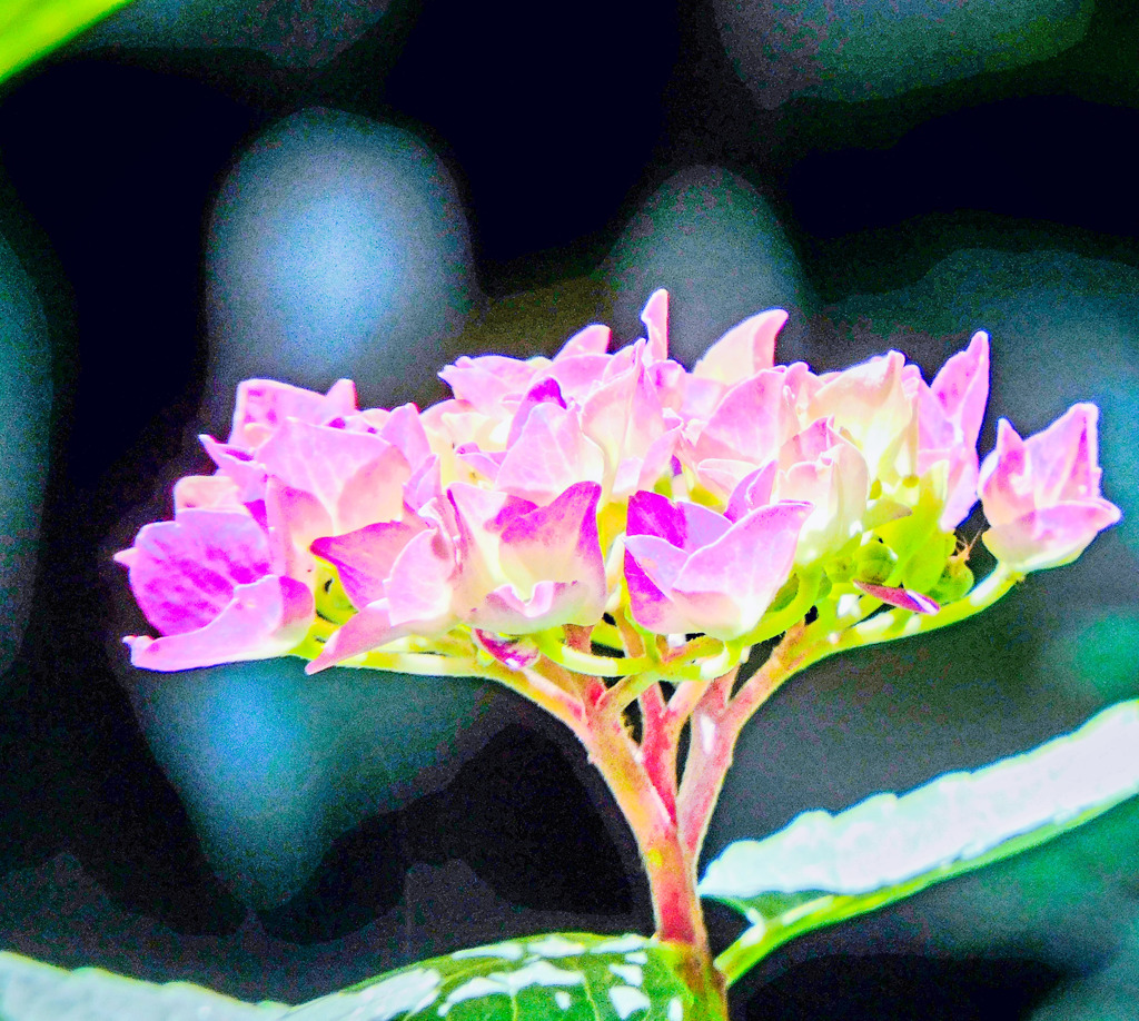 庭に居ます