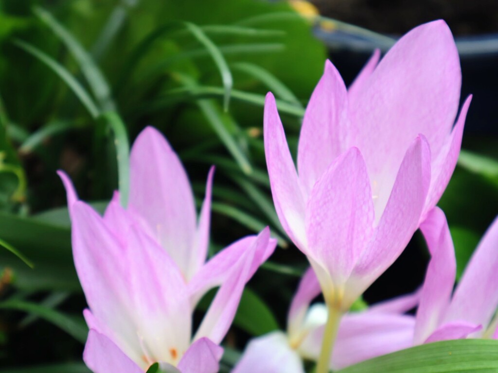 庭に居ます
