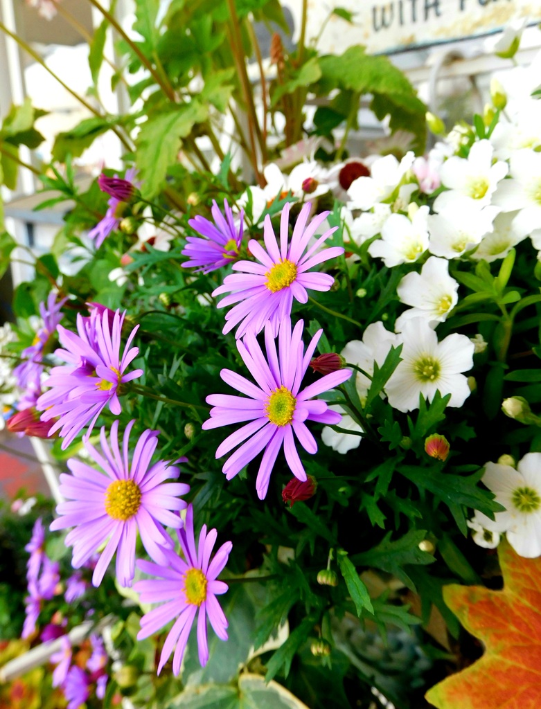 花遊び