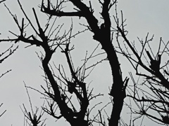 梅