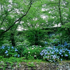 紫陽花の道