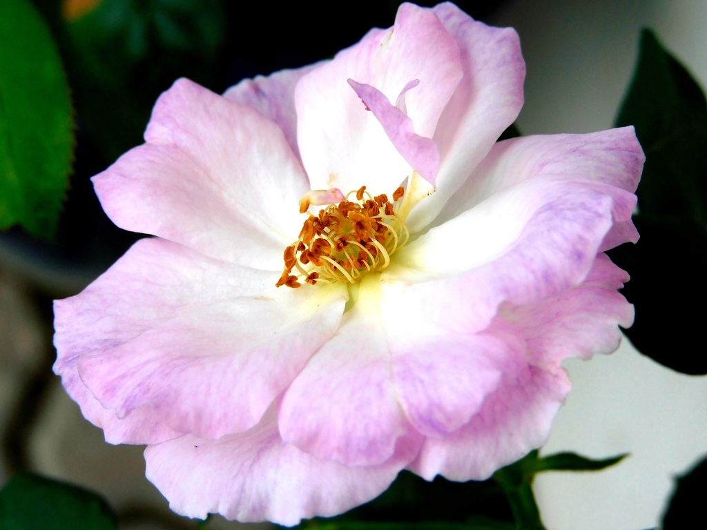薔薇便り
