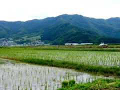 軽トラックと水田
