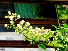 独活の大木