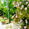 街路樹は薔薇