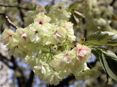 最後の桜　鬱金桜