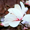 田打ち桜