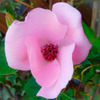 薔薇便り