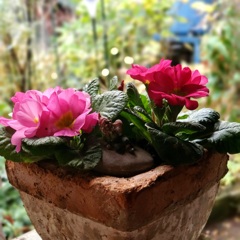 プリムラジュリアン