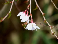 豆桜