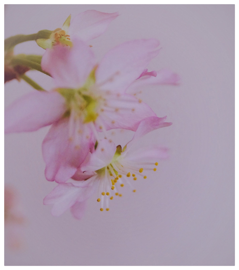 啓翁桜