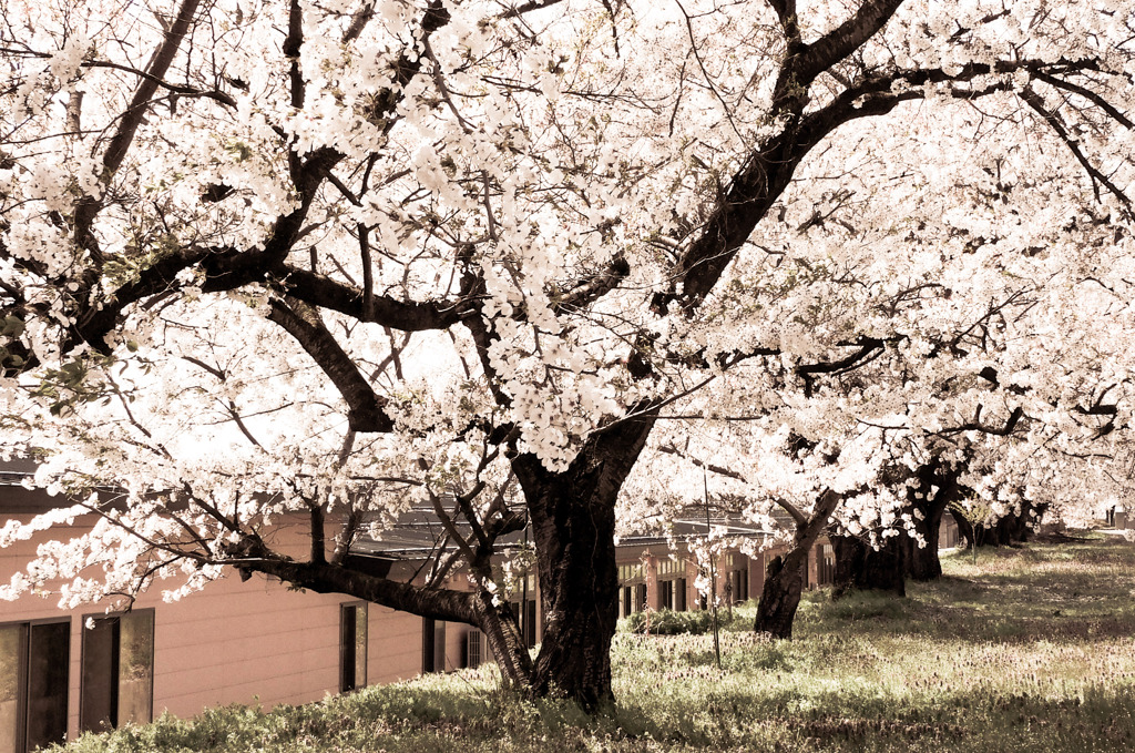 廃校の桜