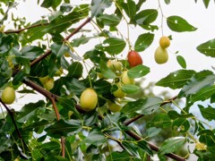 夏芽
