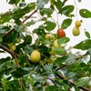 夏芽