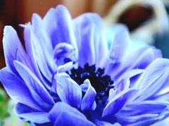 花一華