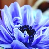 花一華
