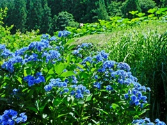 蓮寺に咲く集真藍